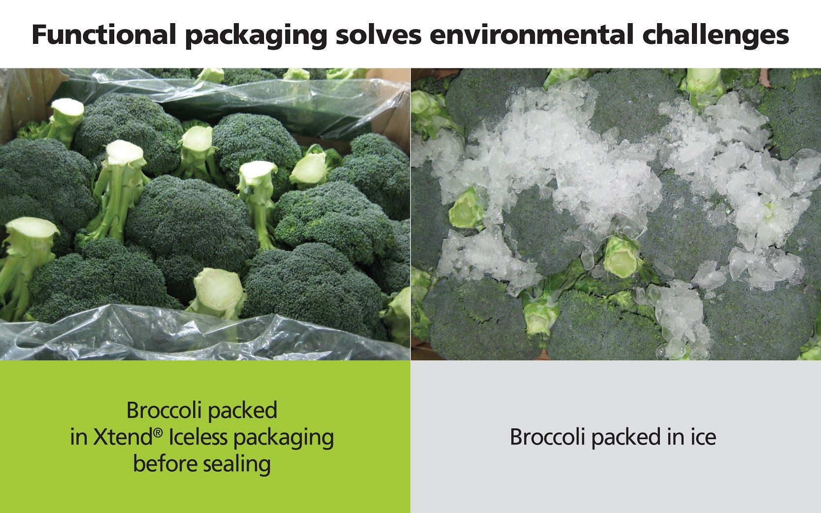 broccoli-packed-in-stepac-xtend-vs-ice-packed-brocolli