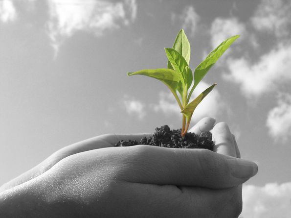 Commission proposes strategy for sustainable bioeconomy in Europe