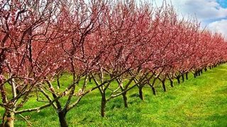 Biodegradable mulch films