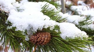 Making sustainable polyme