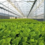BASF launches...