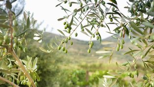 Oliwa project to repurpos