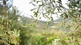 Oliwa project to repurpos