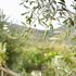 Oliwa project to repurpose olive waste into packaging and biogas