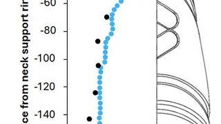 BMT improves prediction o