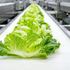 Clariant receives FDA approval for Licocare RBW additives
