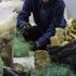 Oceanzyme investigates enzymatic recycling of marine waste