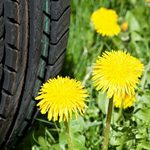 Russian Dandelions as a...