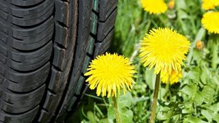Russian Dandelions as a s